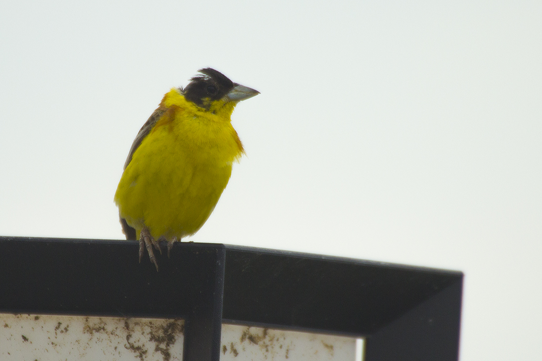 Black-headed Bunting
